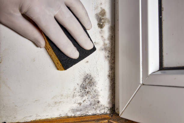 Mold Remediation for Rental Properties in Ladonia, AL